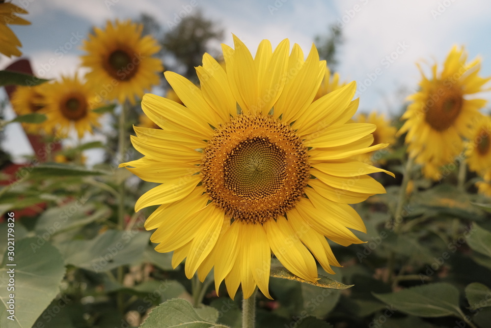 sunflower on background of blue sky sunflower on background of blue sky