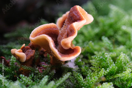 Mushrooms or Fungi in forrest autumn nature 