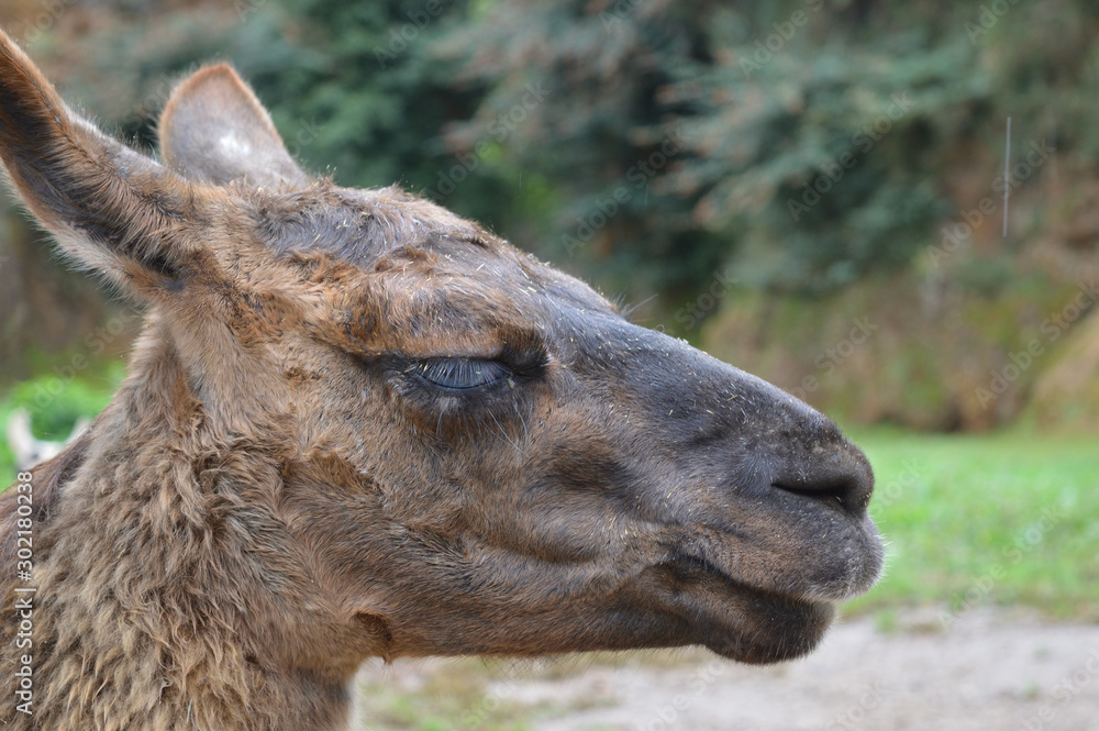 Fototapeta premium Llama on a rainy day