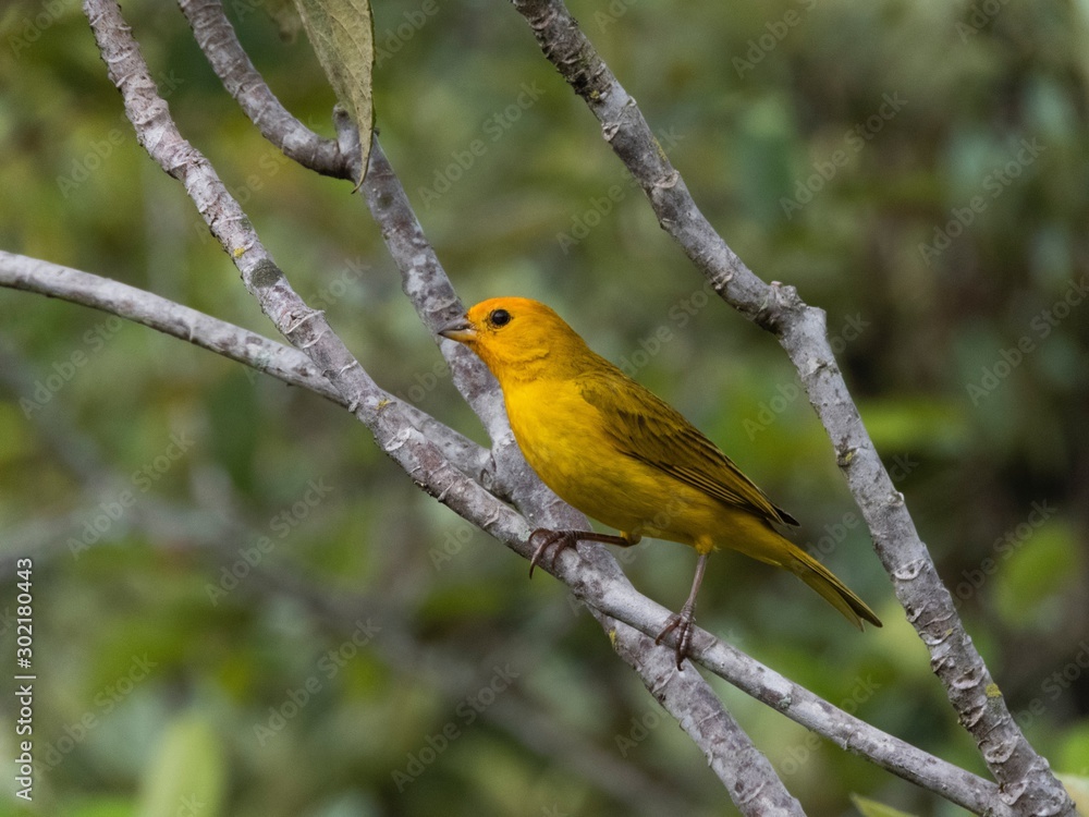 Yellow Brazilian Canary