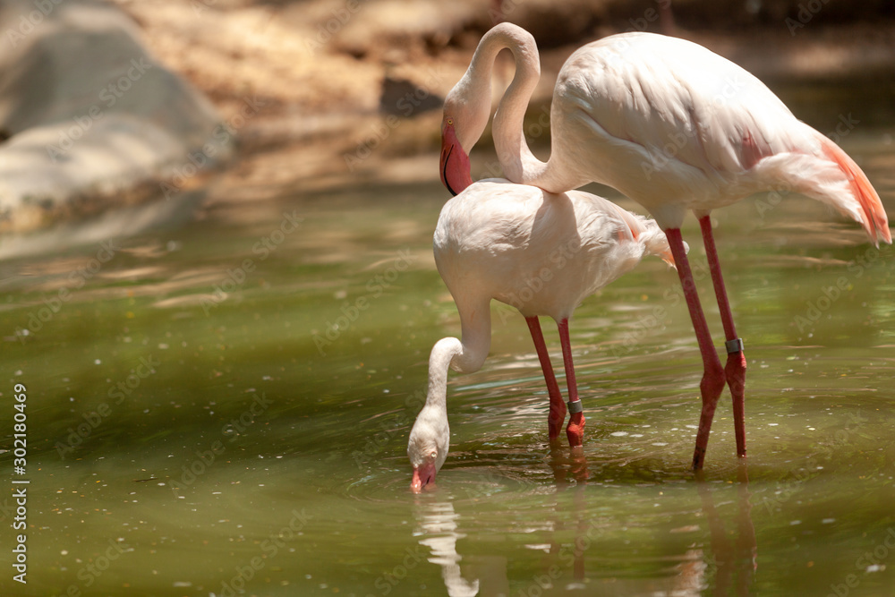 Far Flamingo birds have sex in the zoo thailand