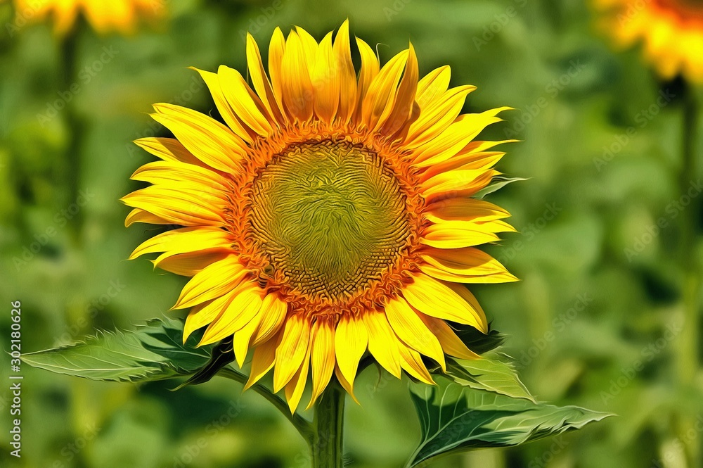 flower photo in natural environment flower photo in natural environment