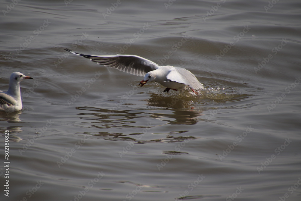 Seagull fly above water and have food in their mouths. Seagull fly above water and have food in their mouths.