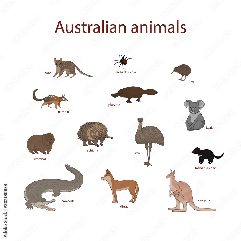 Vector illustration, set of cartoon Australian animals. Quoll, redback spider, kiwi, numbat, platypus, koala, wombat, echidna, emu, tasmanian devil, crocodile, dingo, kangaroo Stock Vector | Adobe Stock Vector illustration, set of cartoon Australian animals. Quoll, redback spider, kiwi, numbat, platypus, koala, wombat, echidna, emu, tasmanian devil, crocodile, dingo, kangaroo Stock Vector | Adobe Stock