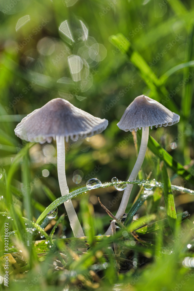 Mushrooms or Fungi in forrest autumn nature Mushrooms or Fungi in forrest autumn nature