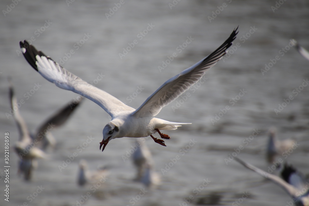 Close up seagull had food in their mouths,spread its wings beautifully and flying over water Close up seagull had food in their mouths,spread its wings beautifully and flying over water