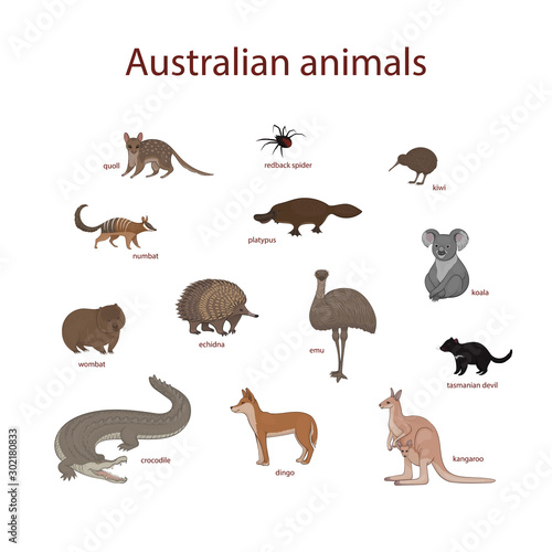 Vector illustration, set of cartoon Australian animals. Quoll, redback spider, kiwi, numbat, platypus, koala, wombat, echidna, emu, tasmanian devil, crocodile, dingo, kangaroo