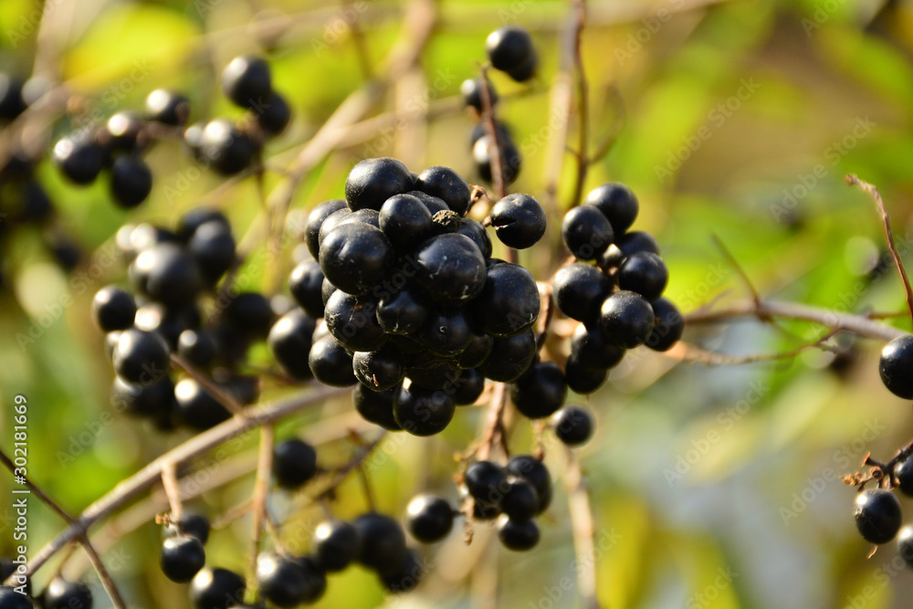 Black berries on the branches of a bush with green leaves. The magic of autumn. Black berries on the branches of a bush with green leaves. The magic of autumn.