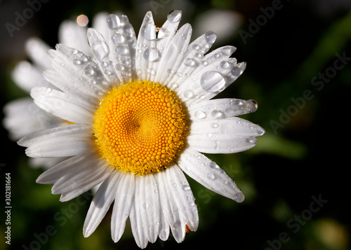 Daisy with water droplets up close