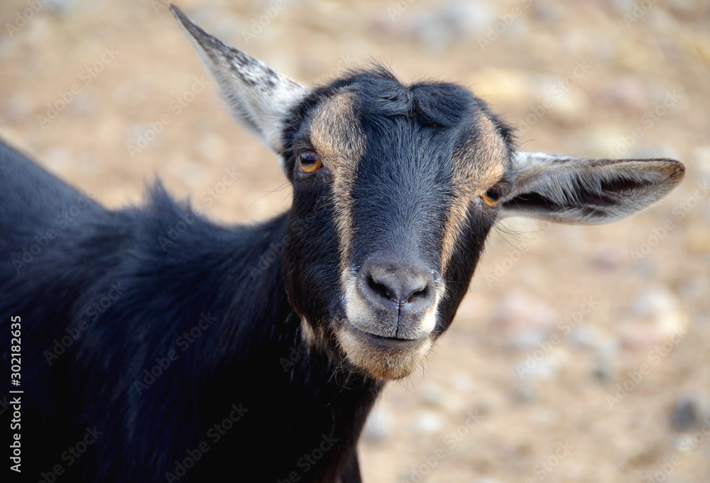 African Pygmy Goat (Capra aegagrus hircus) African Pygmy Goat (Capra aegagrus hircus)