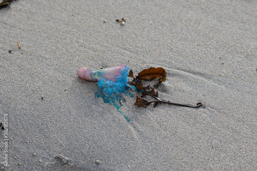 A Portuguese Man O' War washed ashore in Cornwall