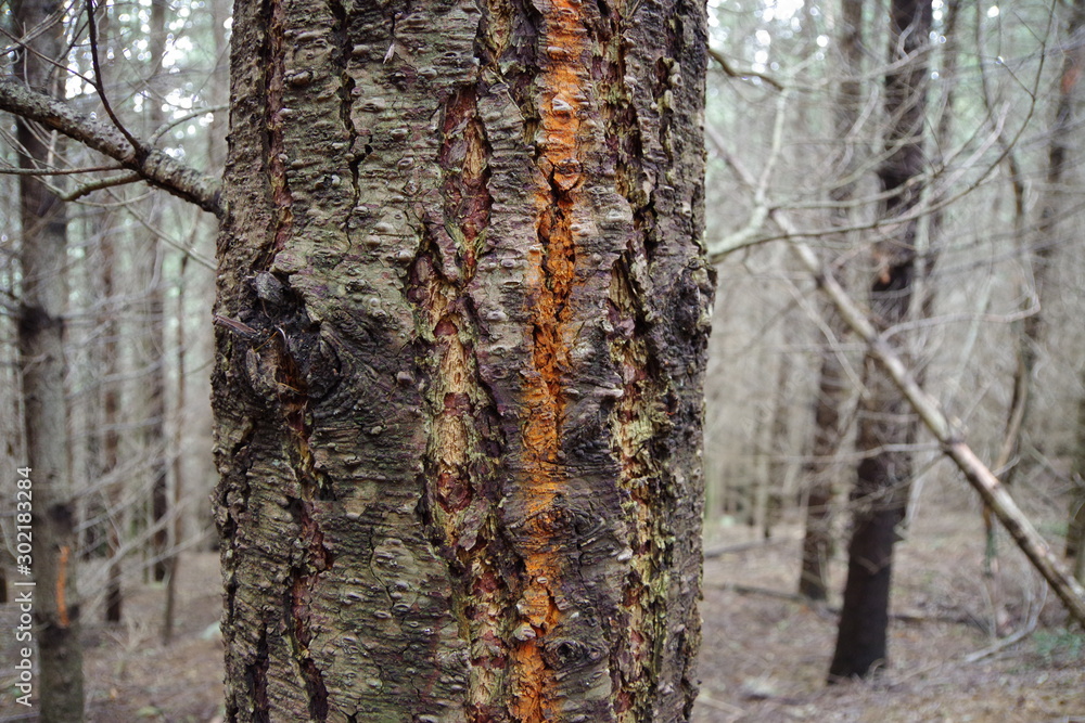Tronc d'arbre en détail dans la forêt Tronc d'arbre en détail dans la forêt