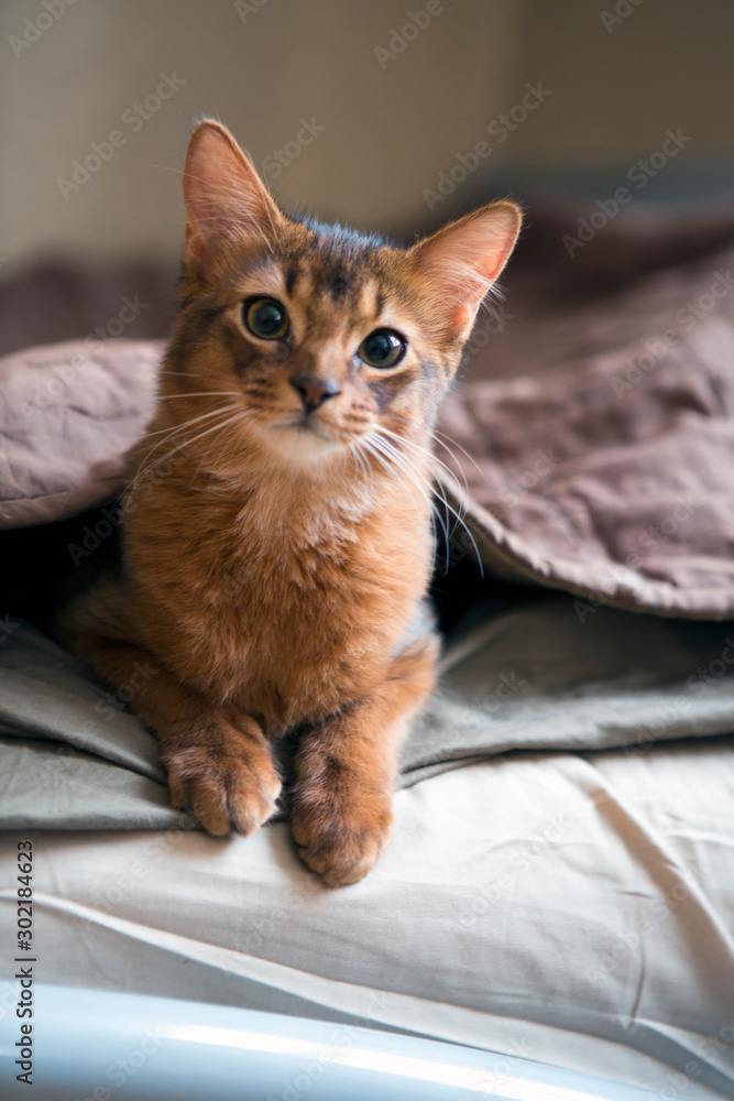 fluffy red cat with green eyes (Somali breed) ,small depth of sharpness..