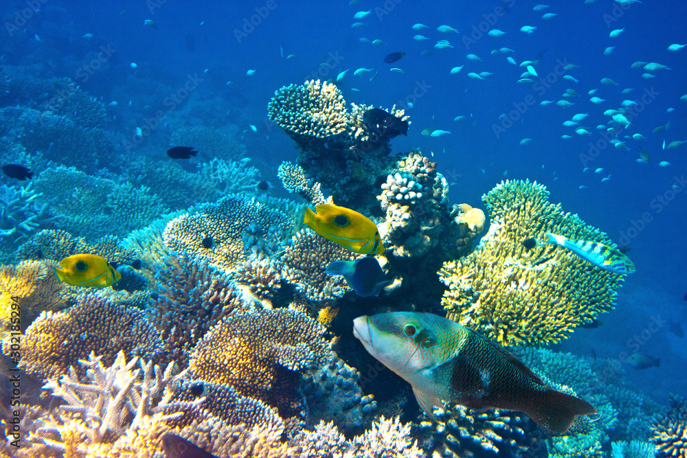 Fishes in corals. Underwater world. Fishes in corals. Underwater world.