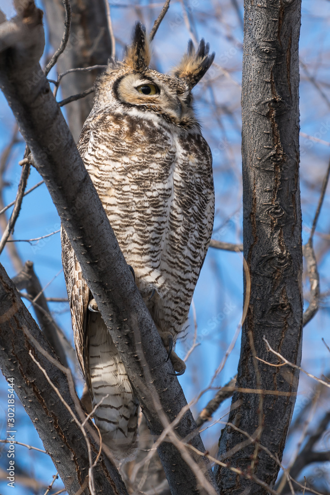 Obraz premium Great horned owl sitting in a tree.