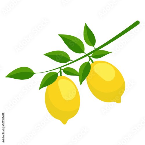 watercolor fruit lemon branch