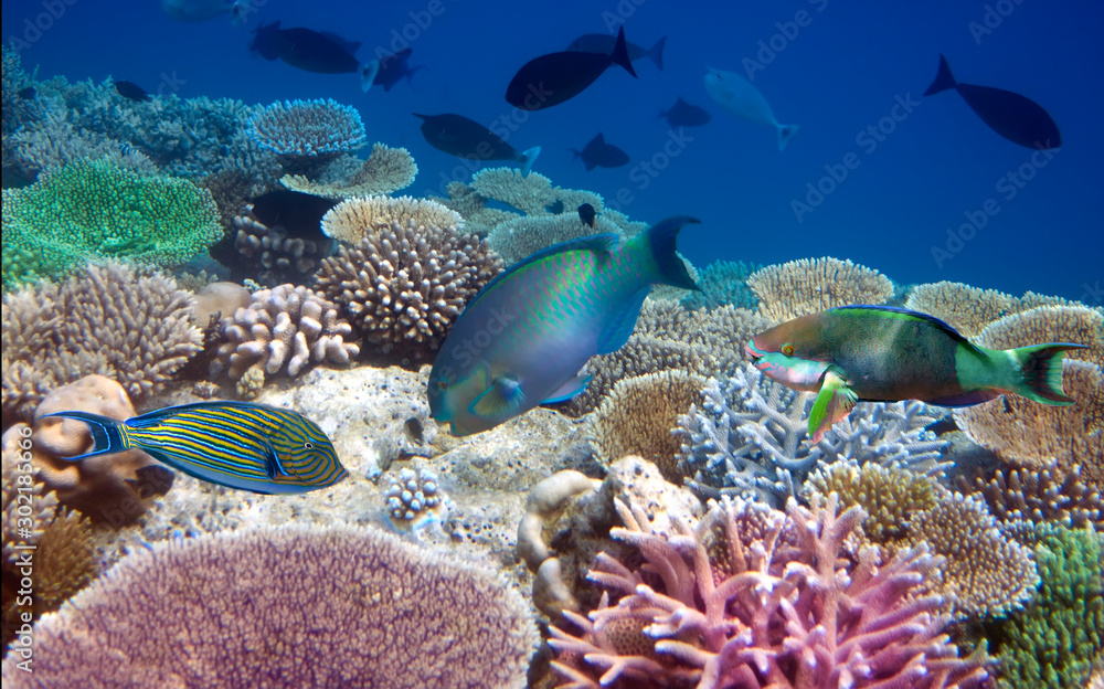 bright tropical fish over a coral reef bright tropical fish over a coral reef