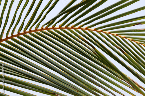Palm leaf texture isolated on clear sky. Green tropical foliage, natural background