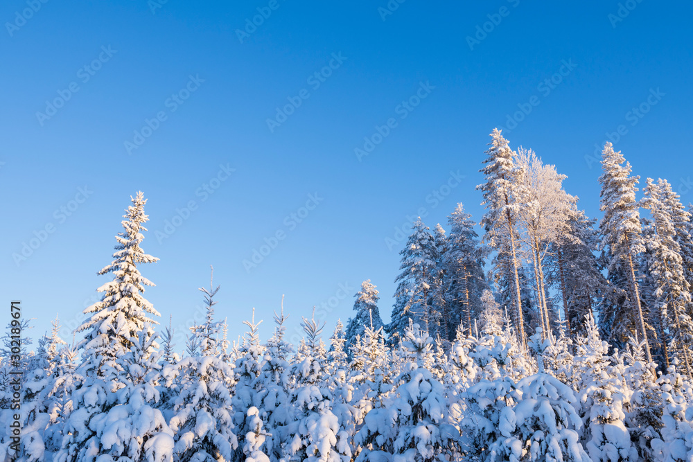 Winter forest covered with snow Winter forest covered with snow
