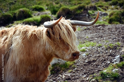 Highland cow, Scotland