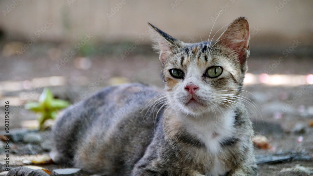 Naklejka premium stray cat in selective focus, blurry photo