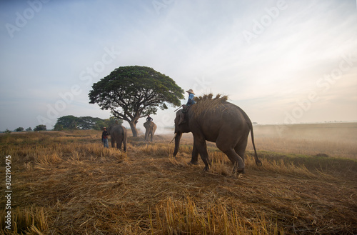 Silhouette of elephant and tree on the background of sunset Asia elephant in Surin Thailand