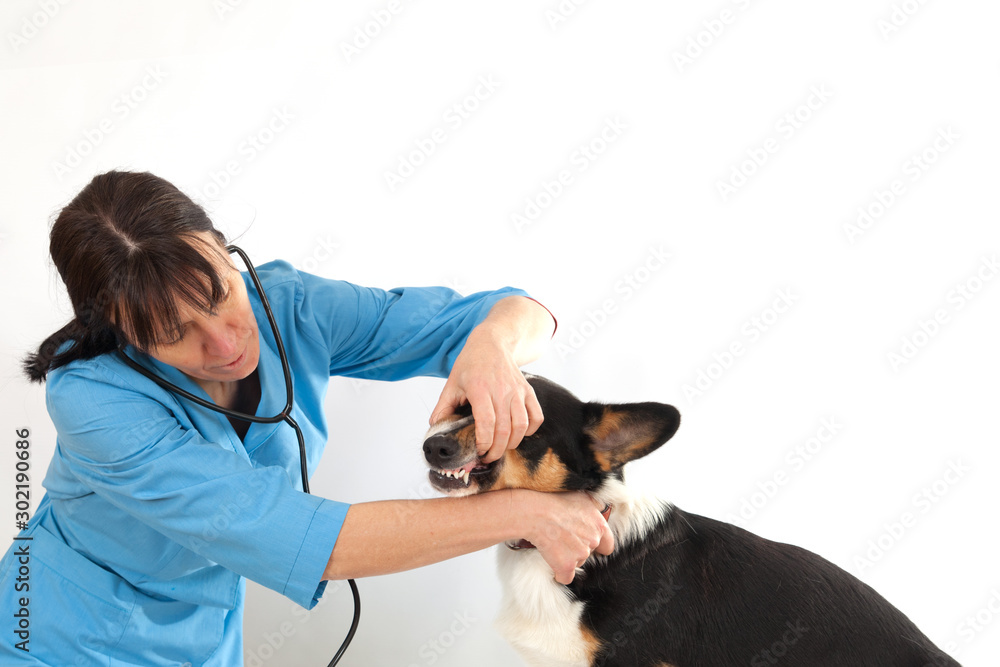 Veterinarian doctor dentist examines dog teeth Welsh Corgi breed Cardigan Veterinarian doctor dentist examines dog teeth Welsh Corgi breed Cardigan