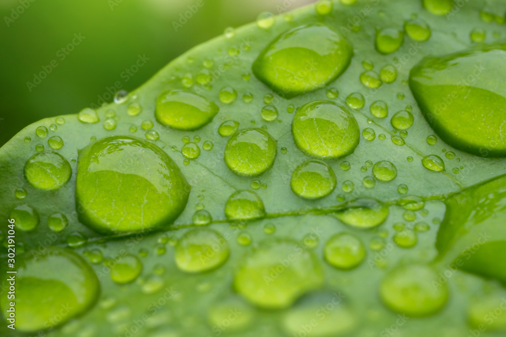 Fototapeta premium Beautiful drops of transparent rain water on a green leaf macro. Close up drops of dew in the morning glow in the sun. Beautiful leaf texture in nature. Natural background concept.Photo select focus.
