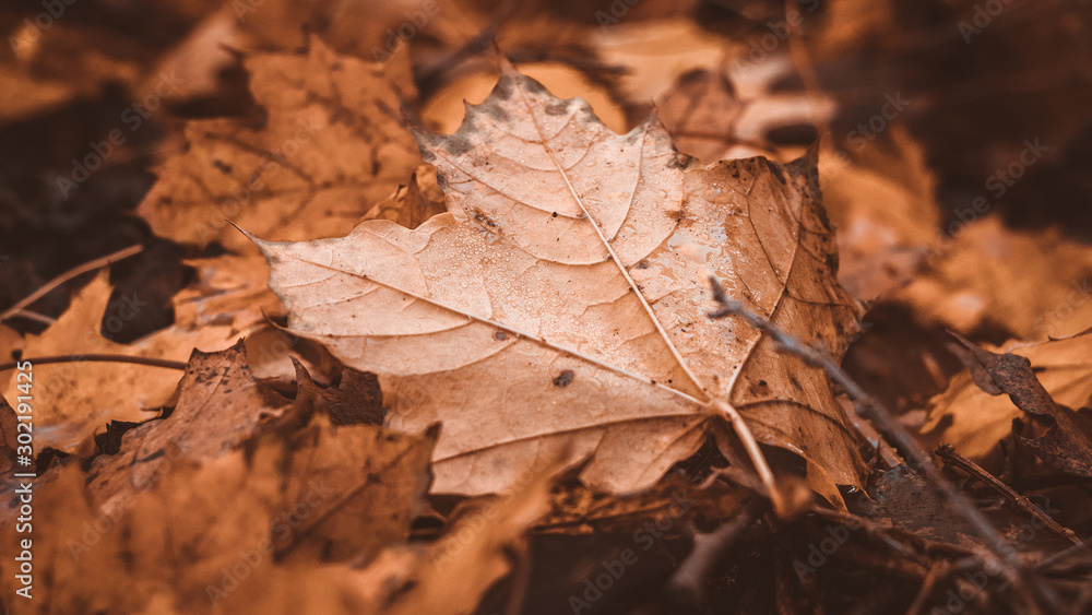 Schöne Macroaufnahme von einem Herbstblatt Schöne Macroaufnahme von einem Herbstblatt