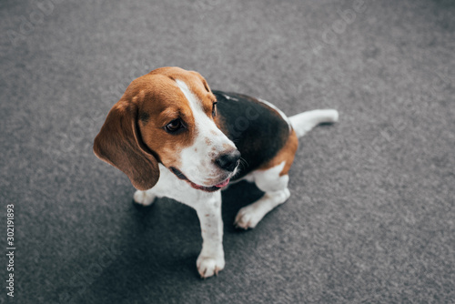 adorable beagle dog sitting on floor and looking away