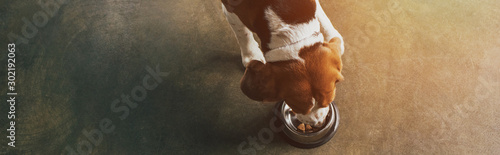 panoramic shot of beagle dog eating from metal bowl