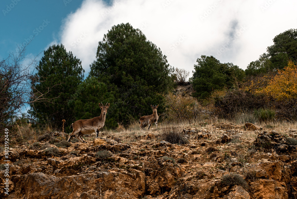 cabras montesas en libertad cabras montesas en libertad