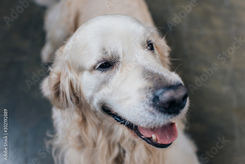 selective focus of adorable golden retriever sticking tongue out