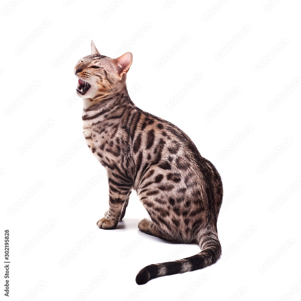 Beautiful young Bengali cat on a white background Beautiful young Bengali cat on a white background