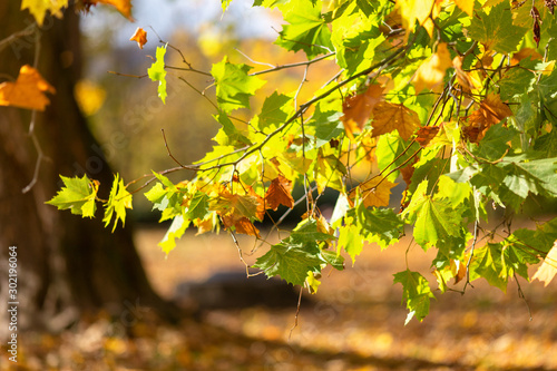 Leaves of tree in an autumn park during a sunny day. Used low depth of field with blurred background.