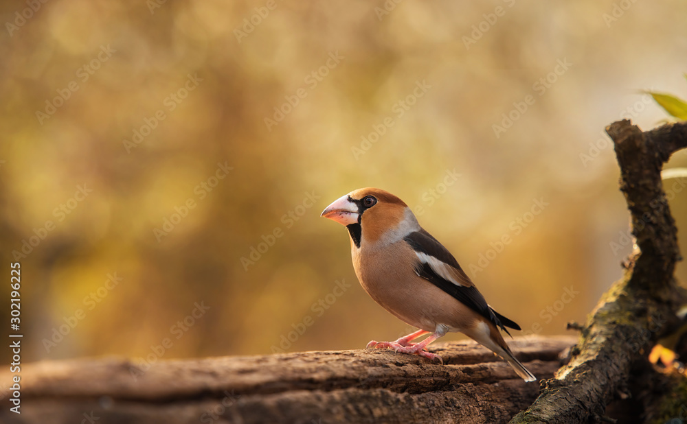 Closeup photo of a beautiful hawfinch bird Closeup photo of a beautiful hawfinch bird
