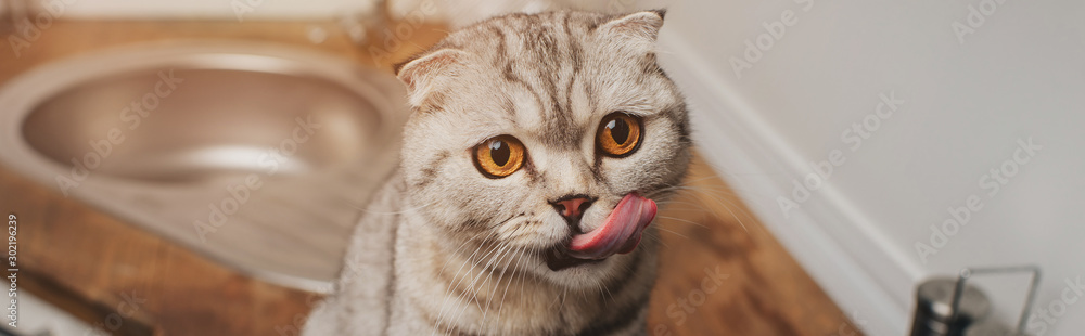 panoramic shot of adorable grey scottish fold cat licking nose in kitchen