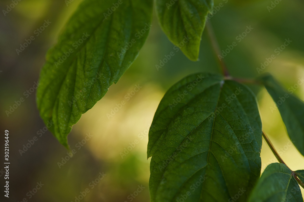 close up view of green and bright leaves outside close up view of green and bright leaves outside