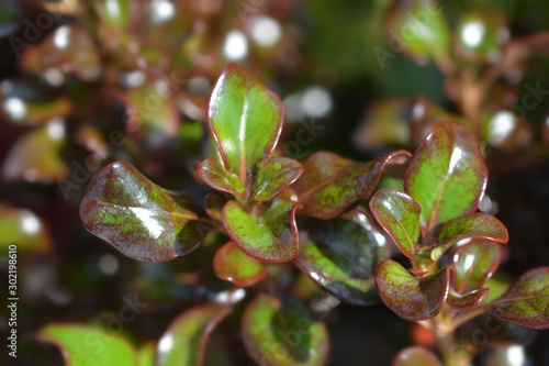Photos Looking-glass plant Zoe