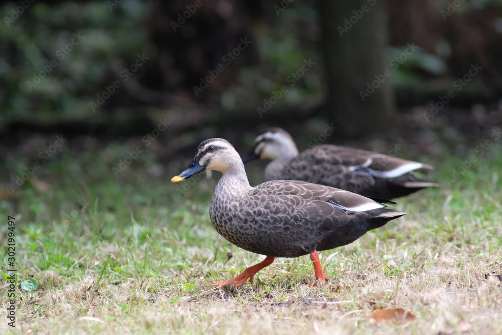 eastern spot billed duck eastern spot billed duck