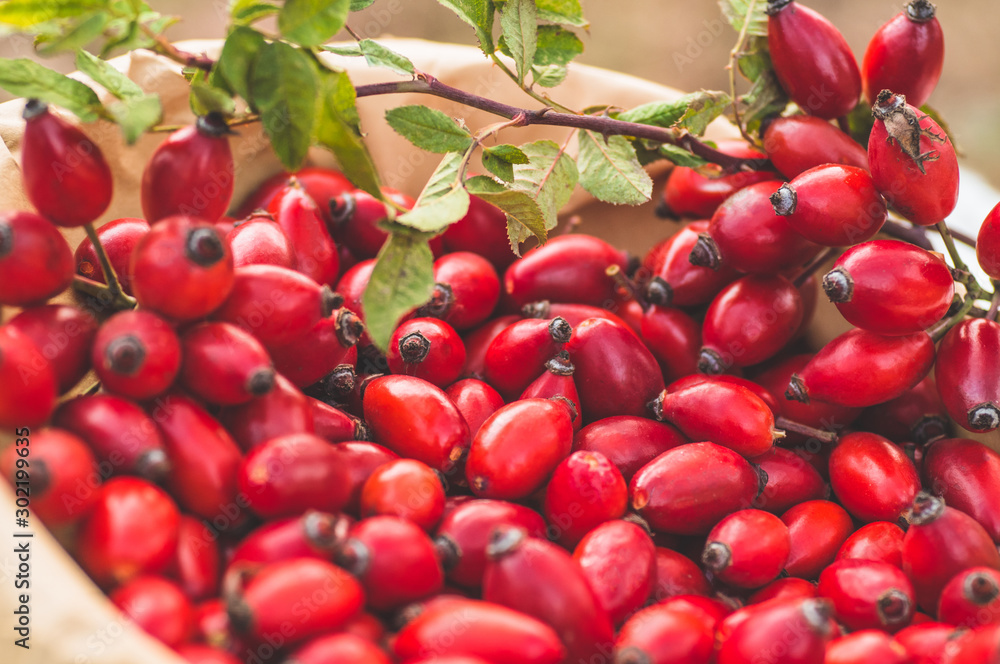 Freshly picked rose hips. Rose hip commonly known as the dog rose Freshly picked rose hips. Rose hip commonly known as the dog rose