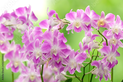 Pink orchid in the nature © PRASERT