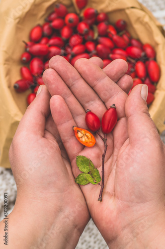 Freshly picked rose hips in the hands of a woman. Rose hip or rosehip, commonly known as the dog rose 