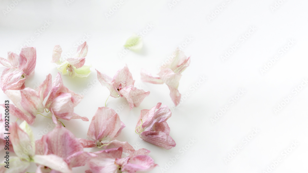 Beautiful floral background of dried orchid flowers in gentle pastel colors. Place for text, greeting card design. Beautiful floral background of dried orchid flowers in gentle pastel colors. Place for text, greeting card design.