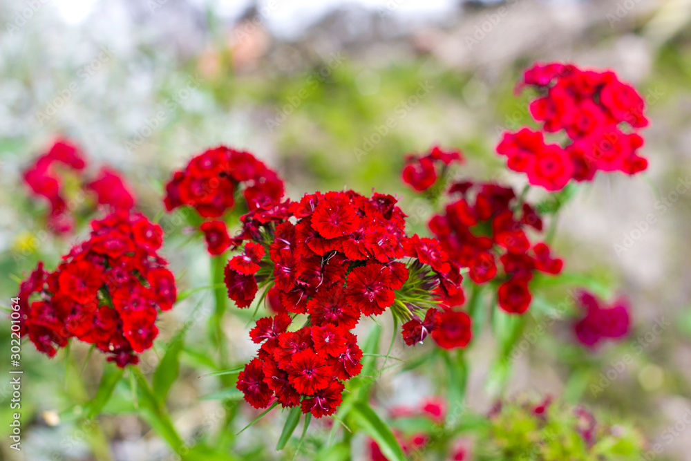 bunch of flowers red carnations close-up, beautiful background blurred bokeh bunch of flowers red carnations close-up, beautiful background blurred bokeh
