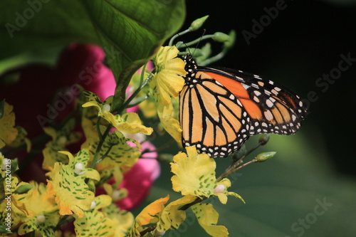 Close up Butterfly