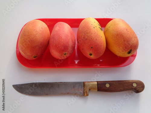 pelem podang suluh, podang mango (ripe on the tree). the indonesian exotic tropical fruits. the sweetest red mango with knife photo