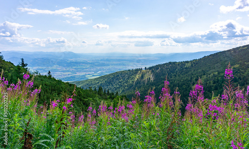 Beautiful mountain vegetation. Colorful flowers in a meadow at the top. Western Carpathians, Slovakia, Little Fatra. Mountain view