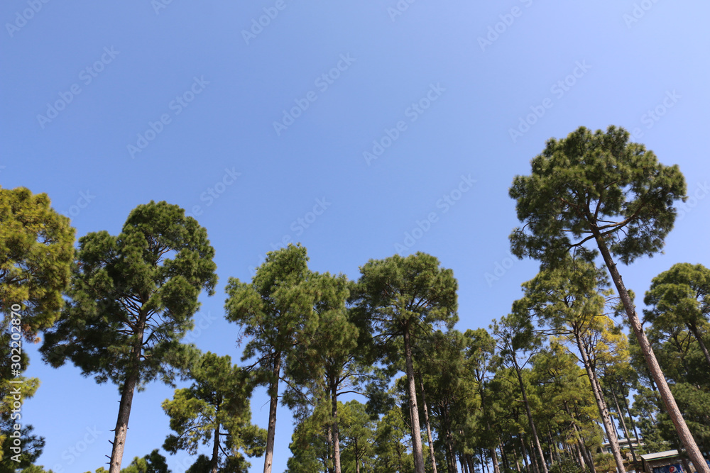 Lush Green Pine Trees Forest and beautiful Landscape of Patriata, New Murree, Punjab, Pakistan Lush Green Pine Trees Forest and beautiful Landscape of Patriata, New Murree, Punjab, Pakistan
