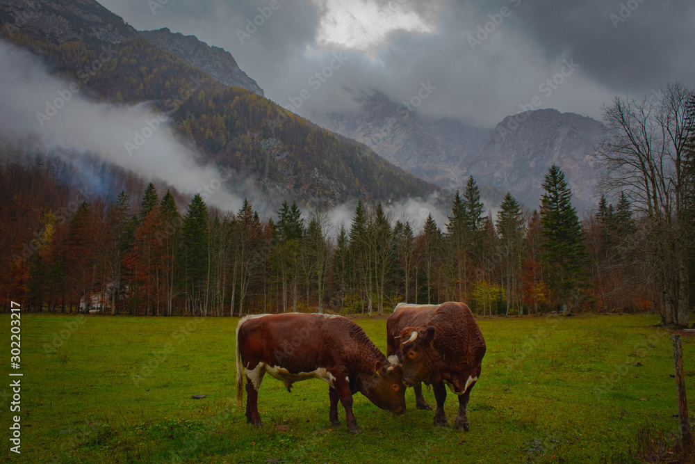 Bull pasture in Slovenian landscape.